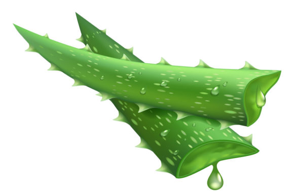 Fresh Aloe Vera: A Natural Resource for Health, Beauty, and Creativity